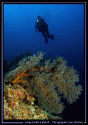 Water fan and a diver ... :O) ... by Michel Lonfat 
